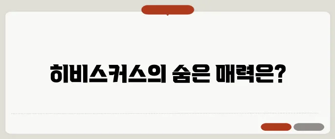 히비스커스 효능 제대로 알기 다이어트에 인기 많은 이유