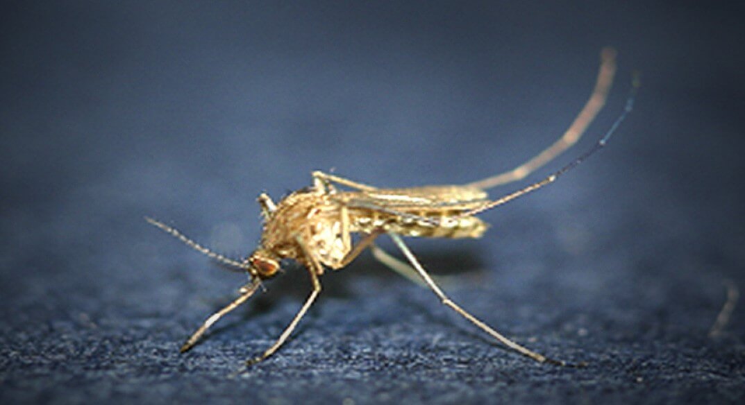 일본-뇌염-예방접종-시기