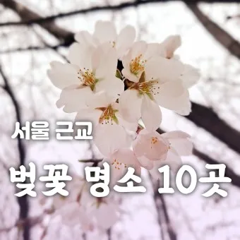 서울 벚꽃 명소 추천 베스트10_3
