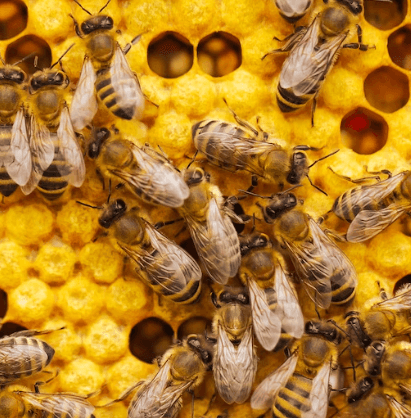 그린 프로폴리스 추천 - 프로폴리스 고르는 법