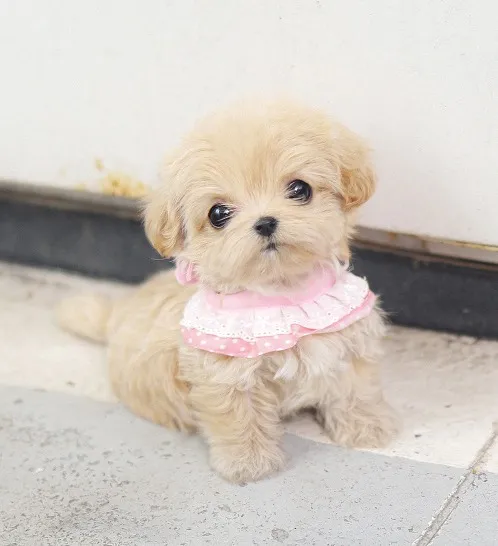 말티푸 단점 장점 성견 크기 분양가격_8