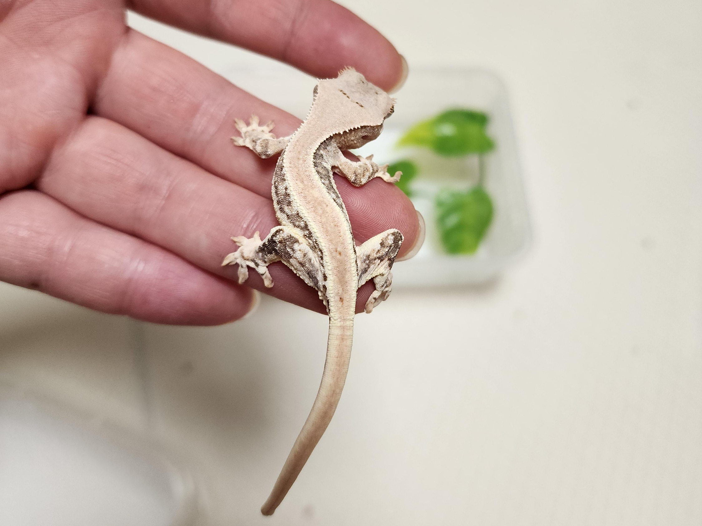 얼굴-정면을-안보여주는-크레의-뒷모습