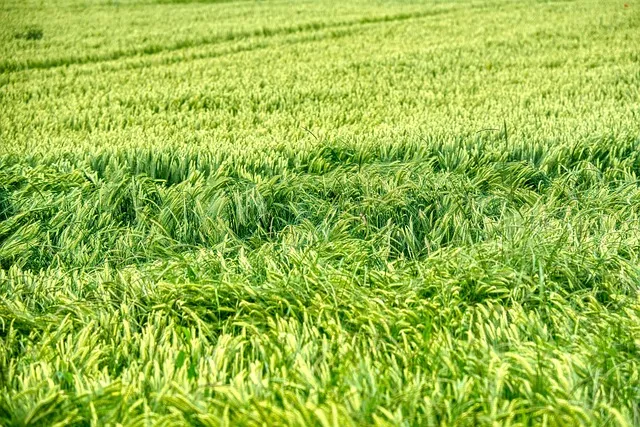 2025 기초상식 퀴즈 100선 모음_7