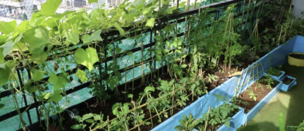 도시 농업의 현재와 미래: 도시에서 농산물 재배하기