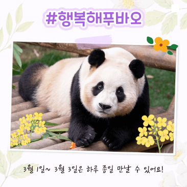 푸바오-사진