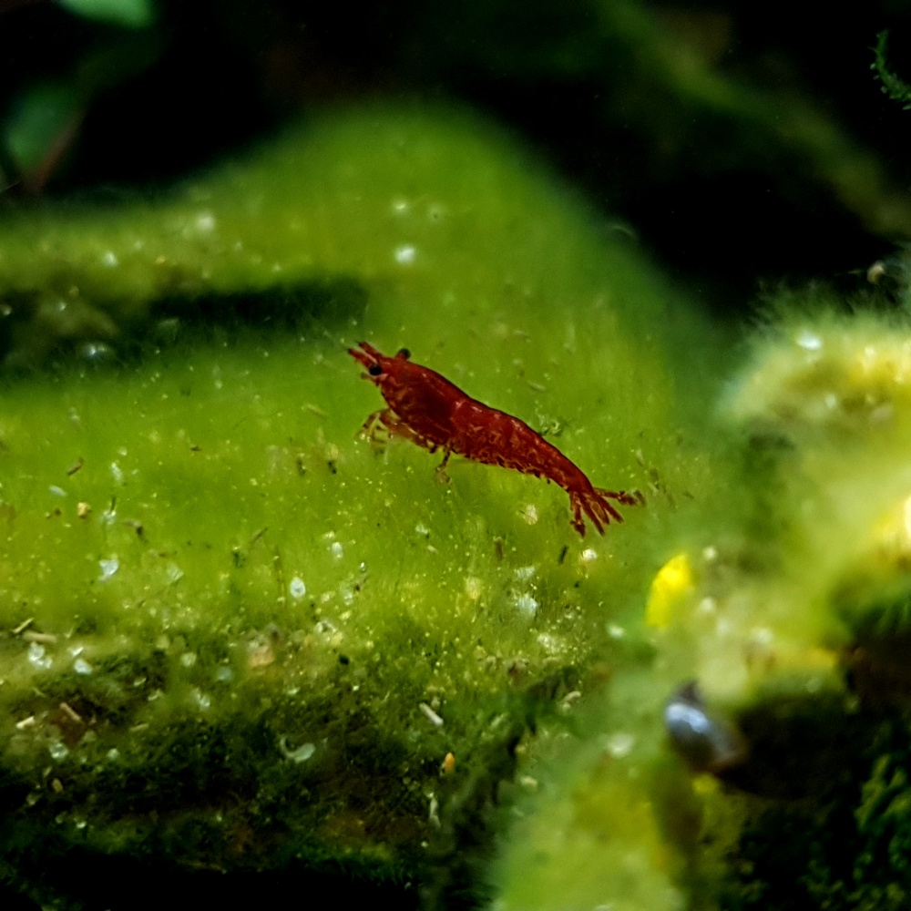 이끼제거중 블러드메리새우