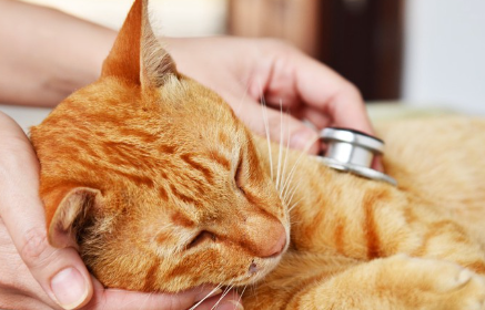 검사를 받는 고양이.