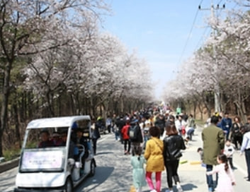전국 벚꽃 봄꽃 축제 추천 Best 5
