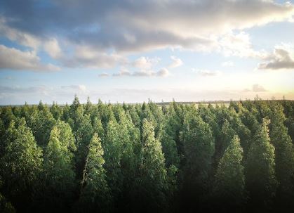 산림복지서비스