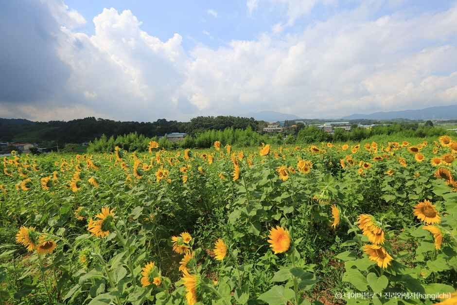 함안 가볼만한곳 베스트10