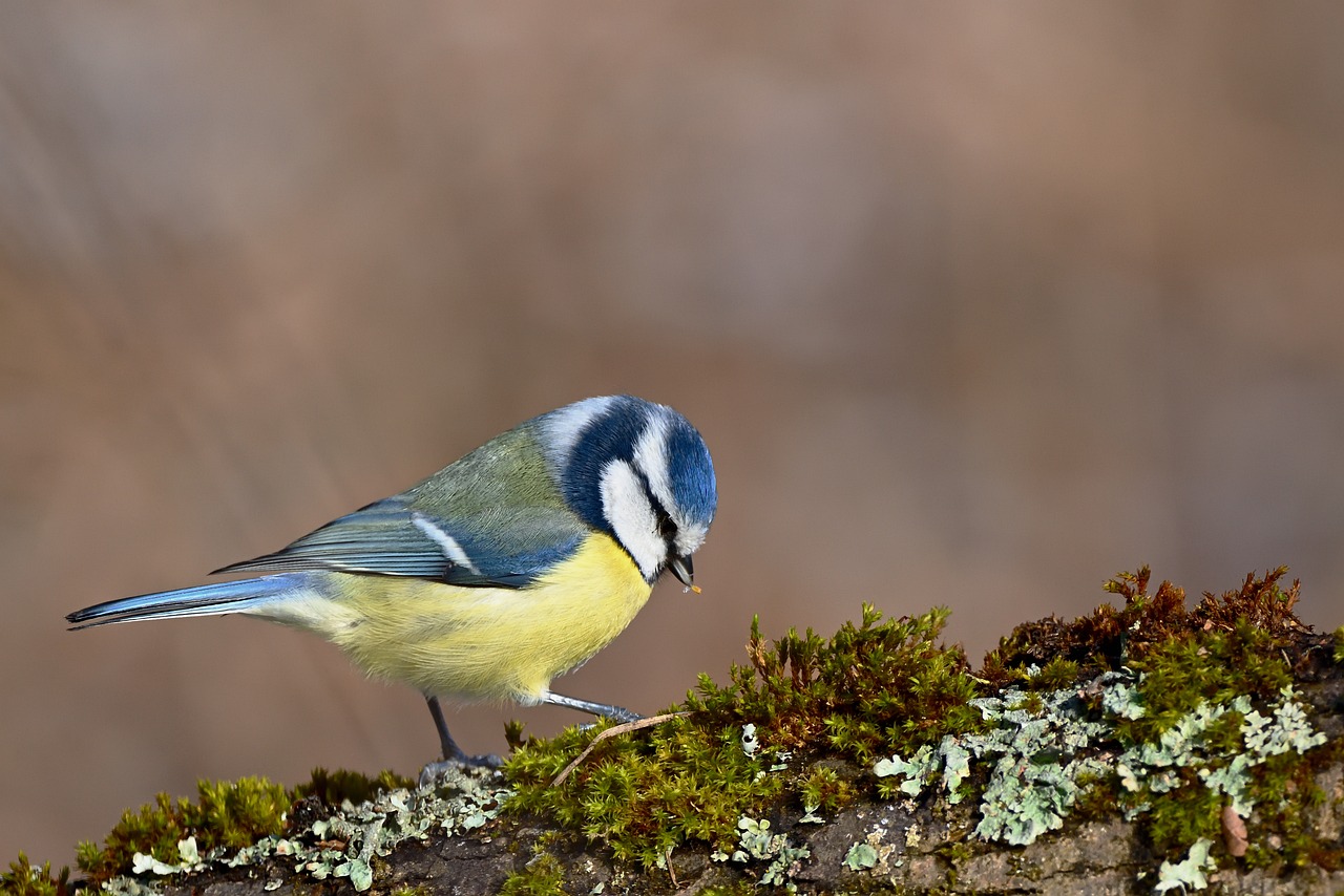 반려동물 피부병&amp;#44; 강아지 피부염