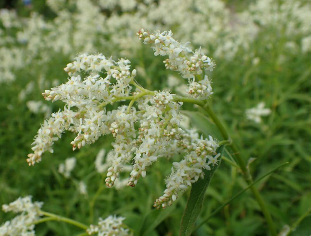 싱아꽃이-피어있는-모습