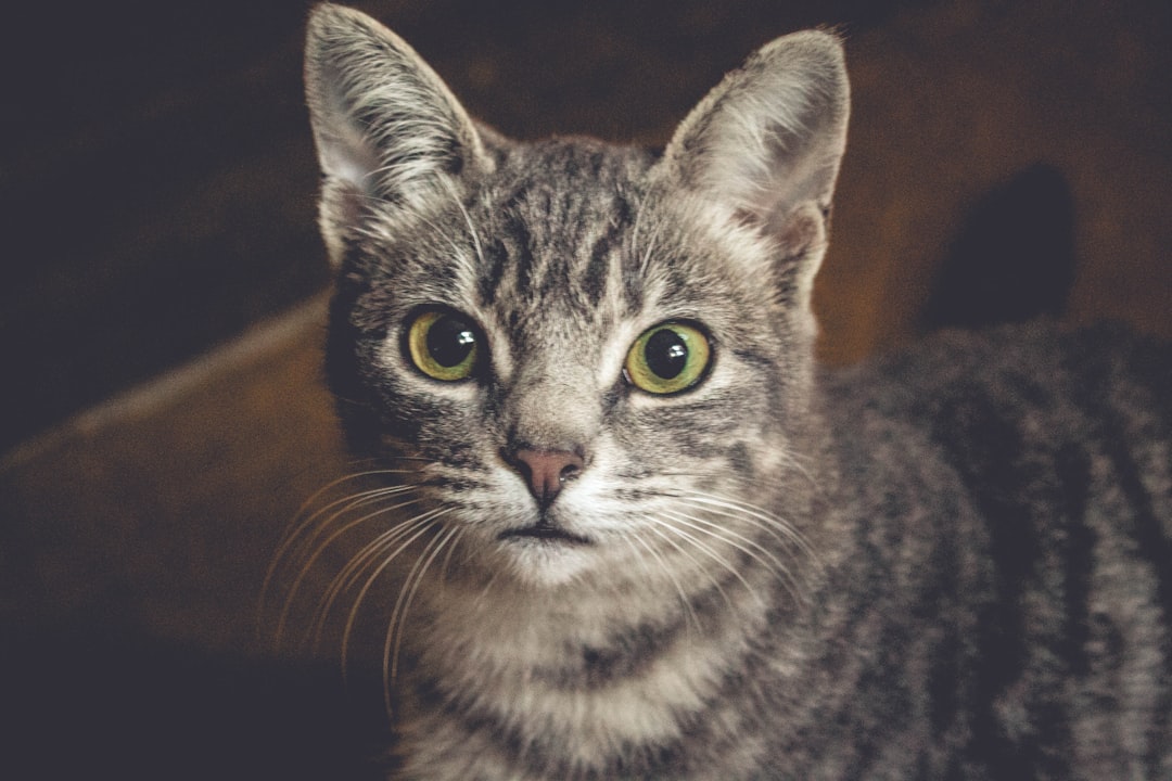 Kitty