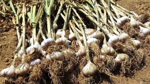 마늘-재배법-수확방법