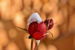 곡성세계장미축제