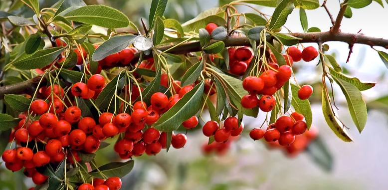 기후와 음식 : 날씨가 음식 문화에 미친 영향