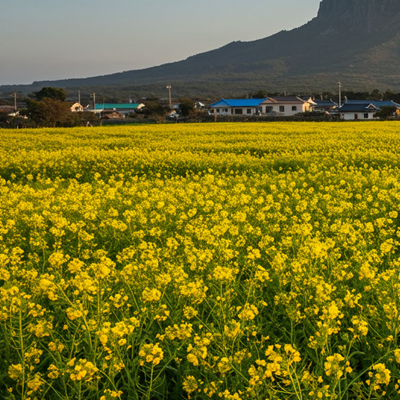제주도 - 유채꽃