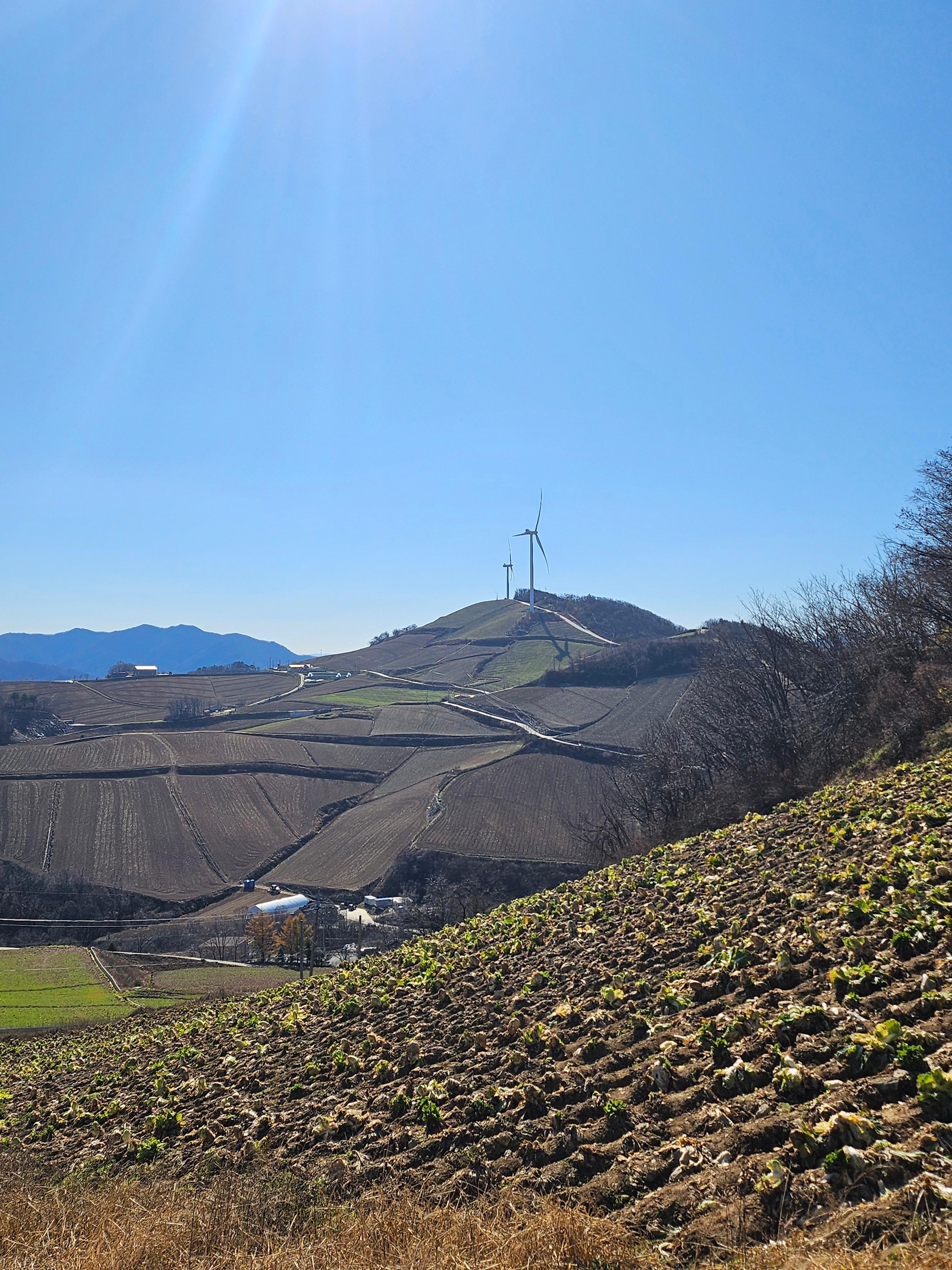 강릉 안반데기 배추밭길