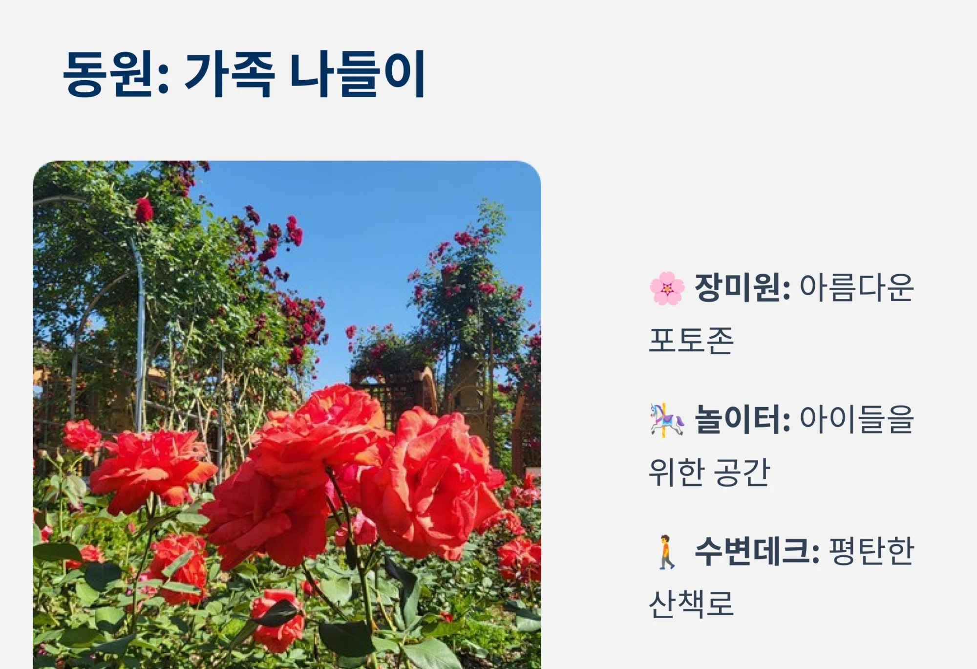 한밭수목원 동원 장미원의 화사한 붉은 장미꽃 풍경과 가족 나들이 추천 장소 안내