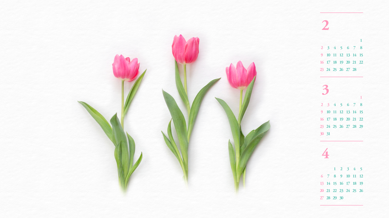 03 핑크 튤립 B - 2025년3월 노트북배경화면