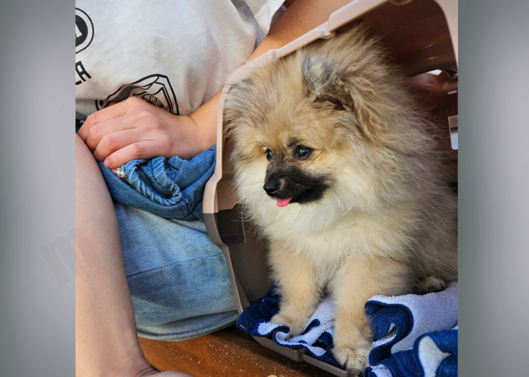 켄넬 안에 있는 강아지