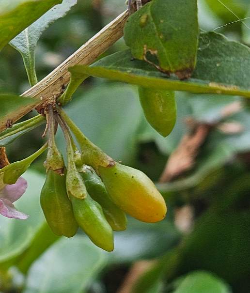 구기자나무 열매1
