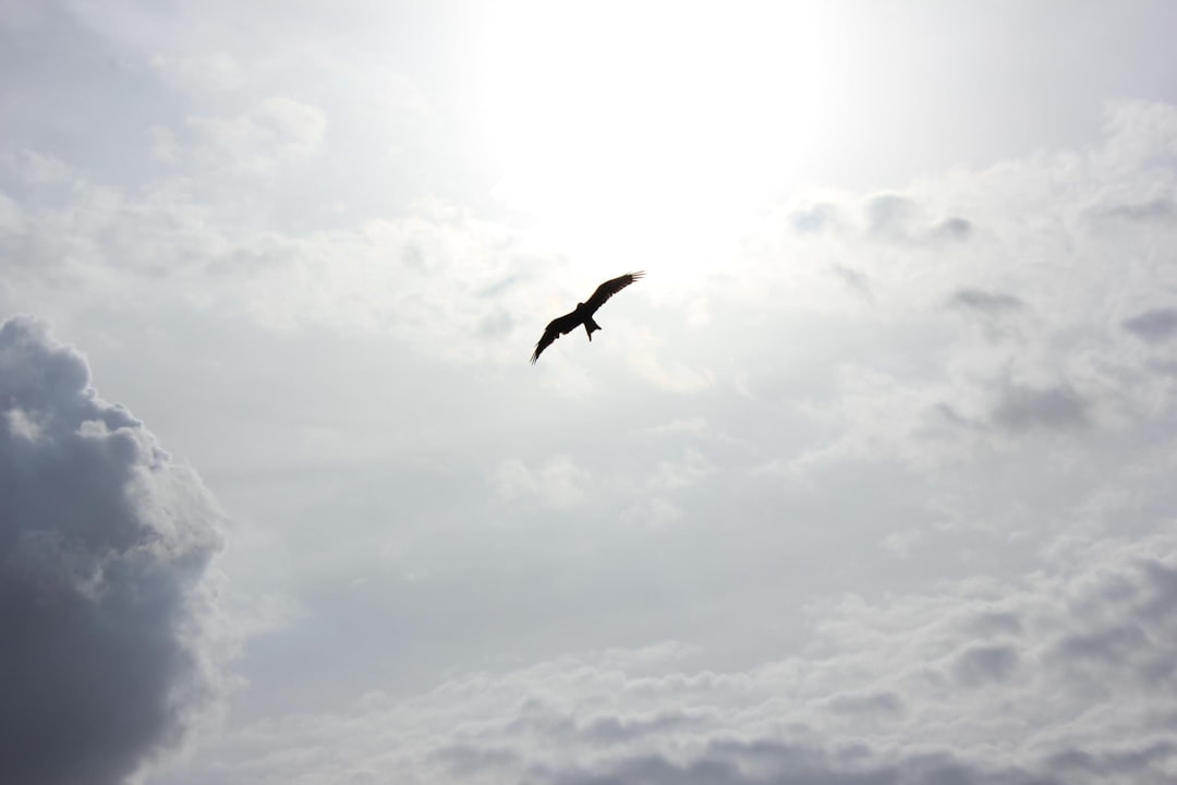 Freedom