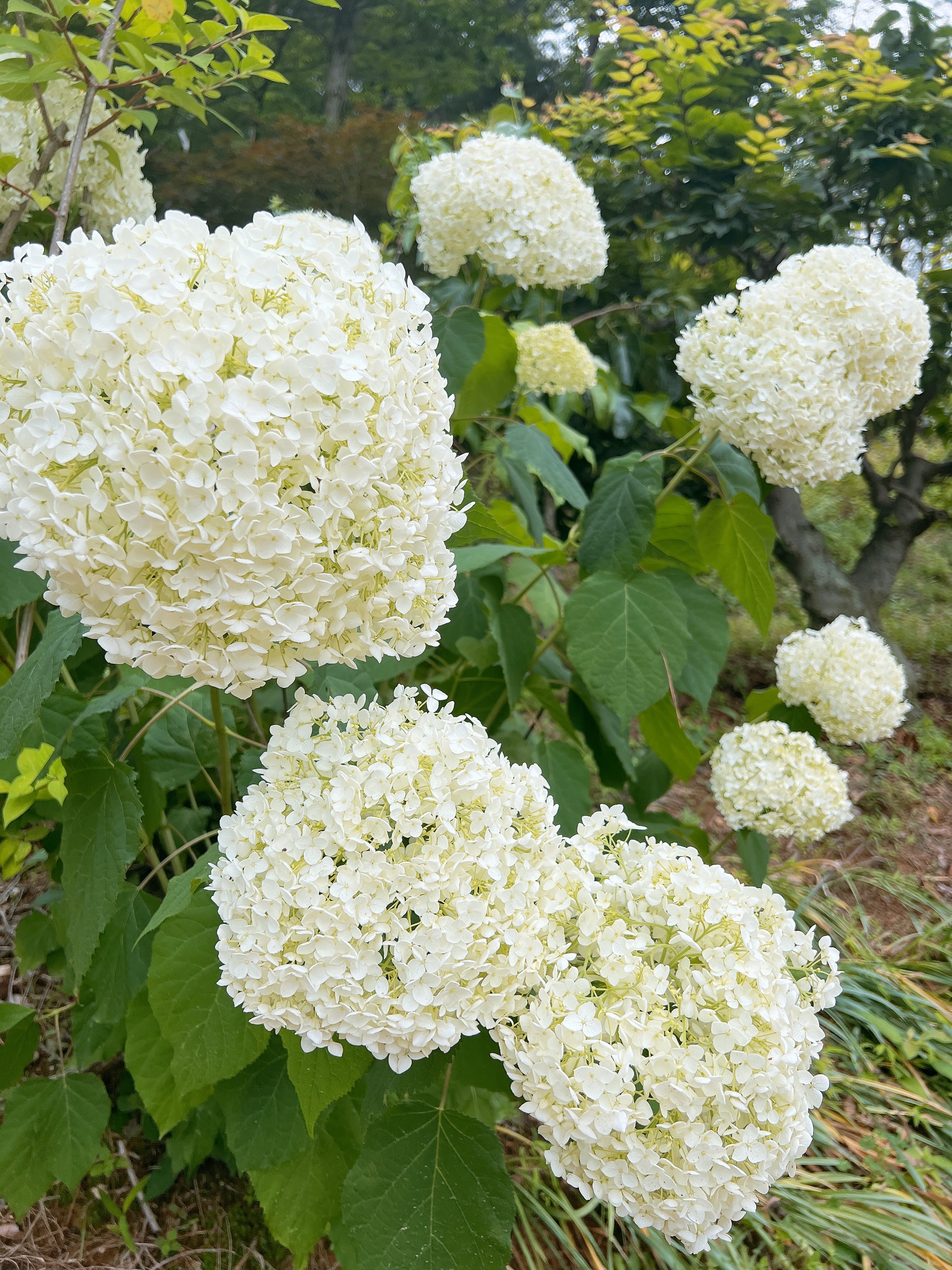 어실정원 시작카페, 양산카페, 양산가볼만한곳, 양산아이와가볼만한곳, 어실정원, 양산어실정원, 양산 수국카페
양산어실정원 실시간개화