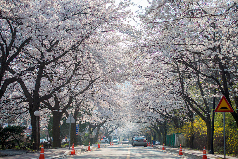 alt="벚꽃"