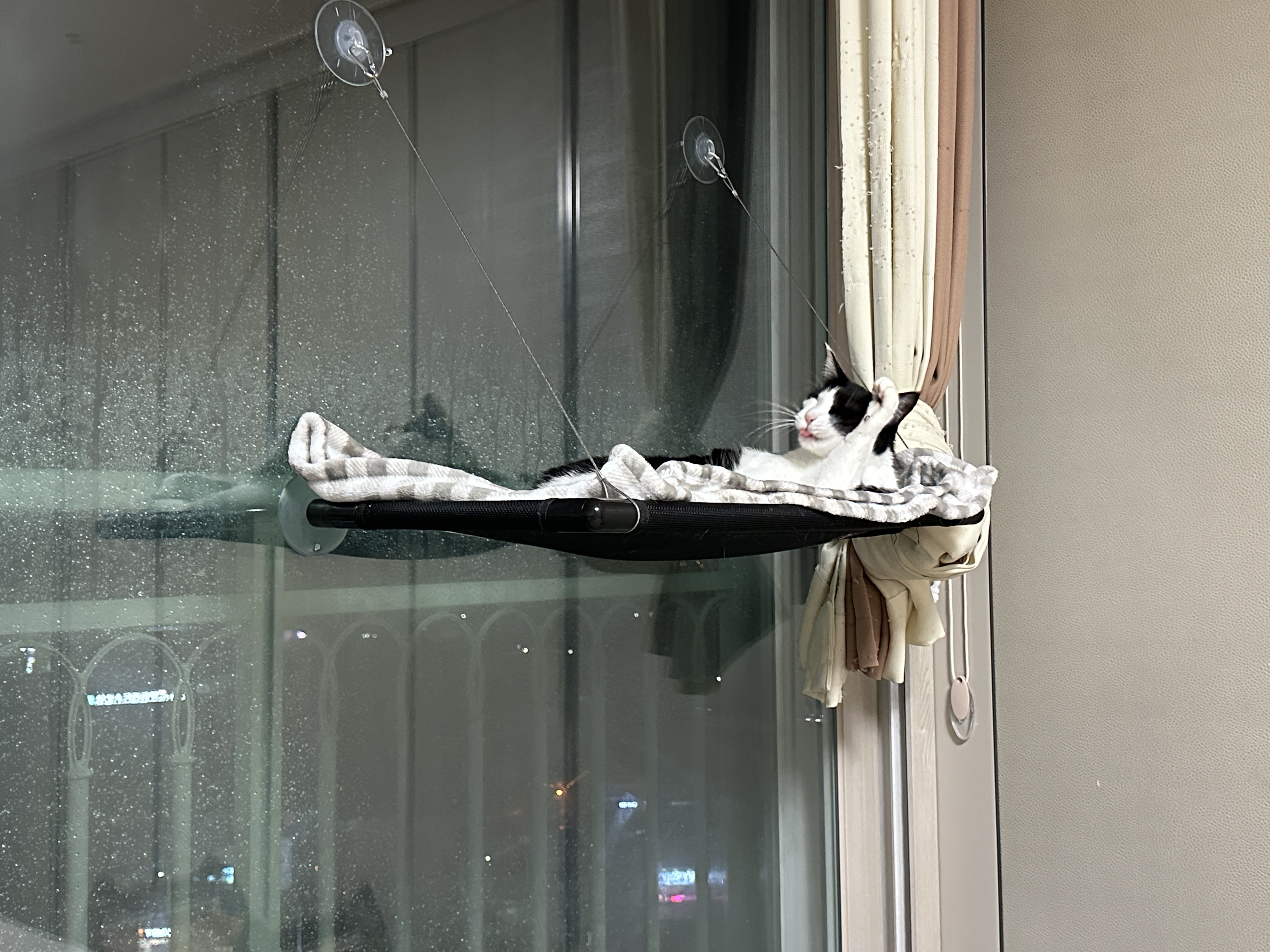 고양이_세수중인_혀빼꼼_젖소냥이_두리