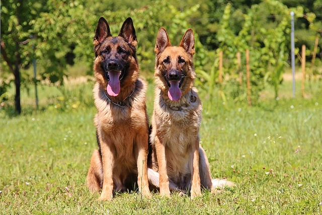 벨지안 쉐퍼드 (Belgian Shepherd)의 품종과 특징, 관리방법 총정리