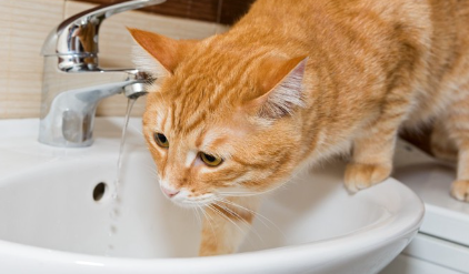 세면대에 있는 고양이.