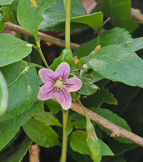 구기자나무 꽃1