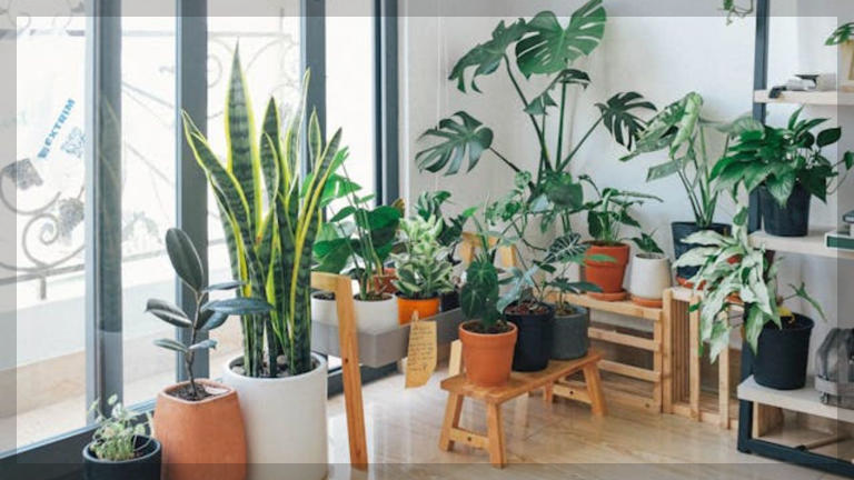 1년 내내 꽃 피우는 식물