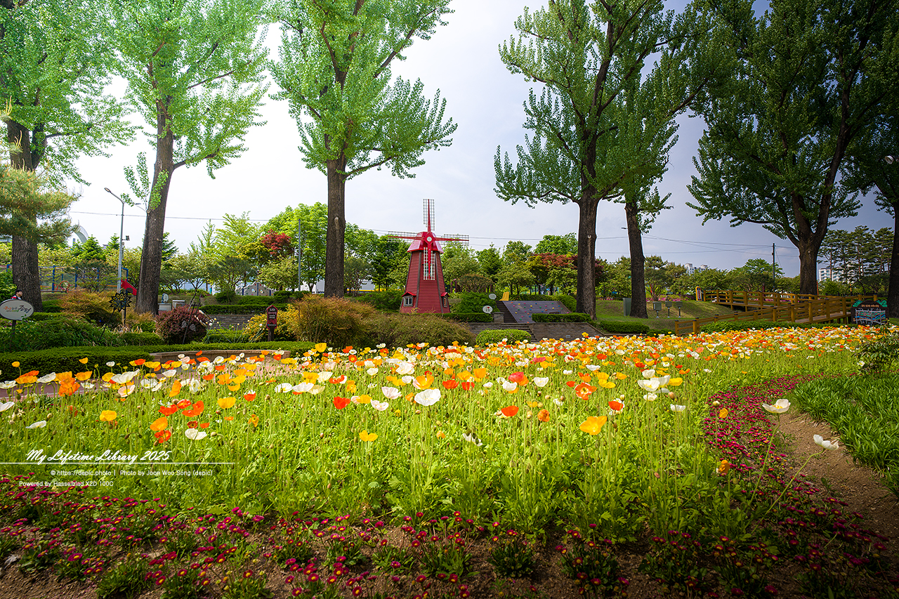 #꽃 #공원 #증평 #보강천 #미루나무숲