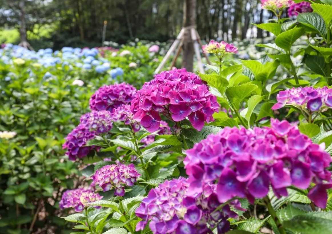 휴애리 수국축제