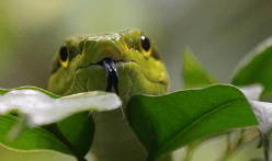 뱀이 다른 동물로 변하는 꿈해몽