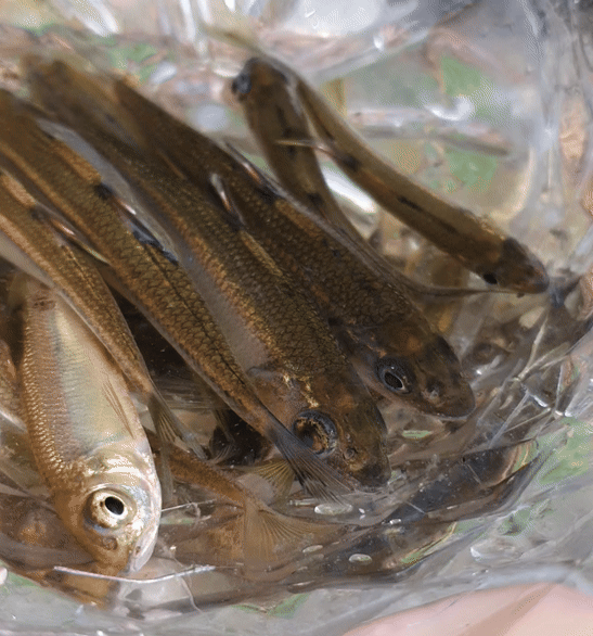 30~40분동안 낚시해서 잡은 물고기들