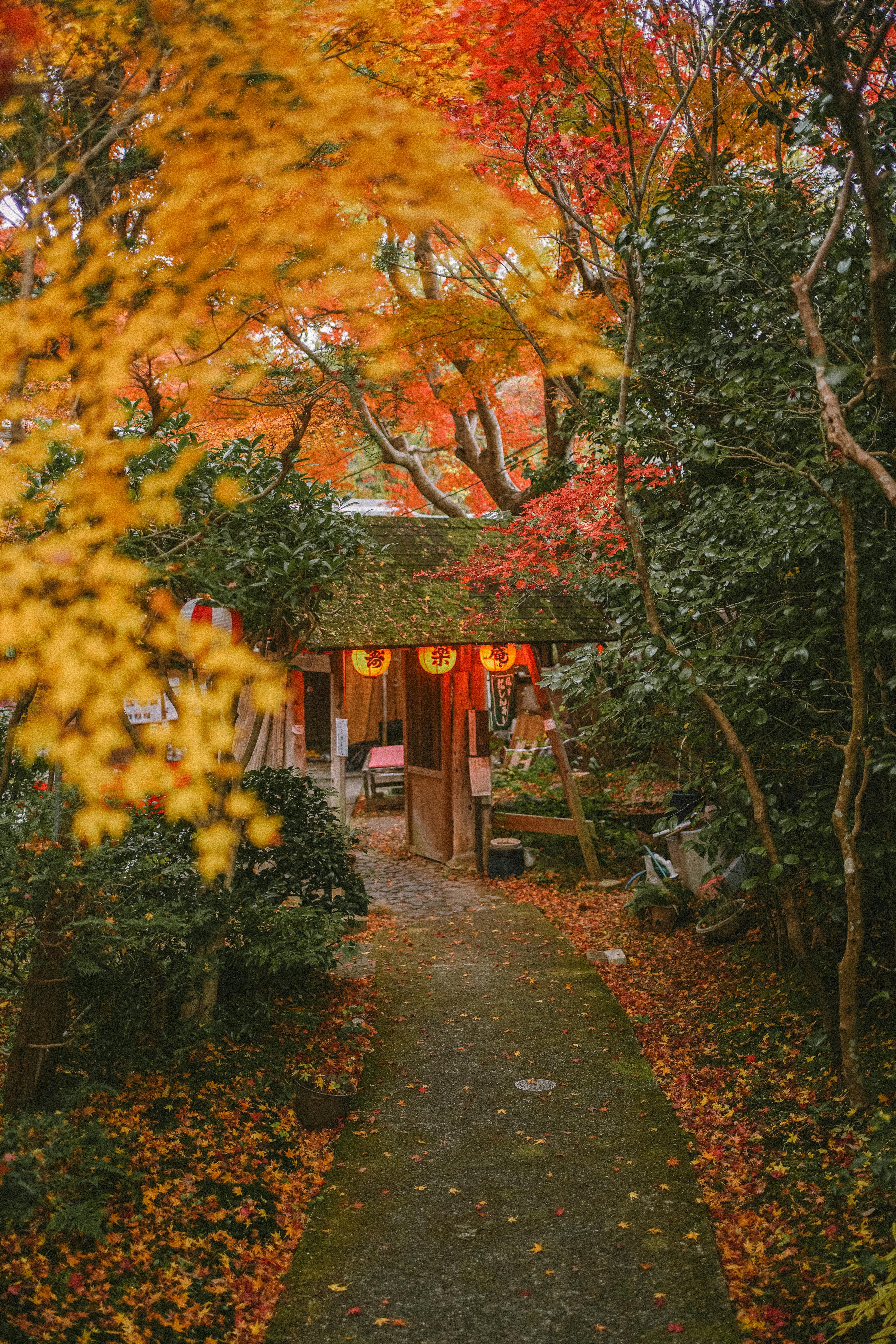 일본 여행 사진(단풍나무와 일본 사찰)