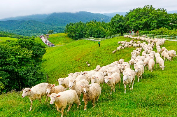 2025 대한민국 숙박 세일 페스타, 평창여행 관련 사진
