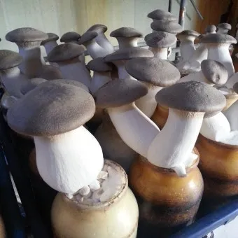 새송이버섯 재배 톱밥 배지 균사 배양 수확 요령_5