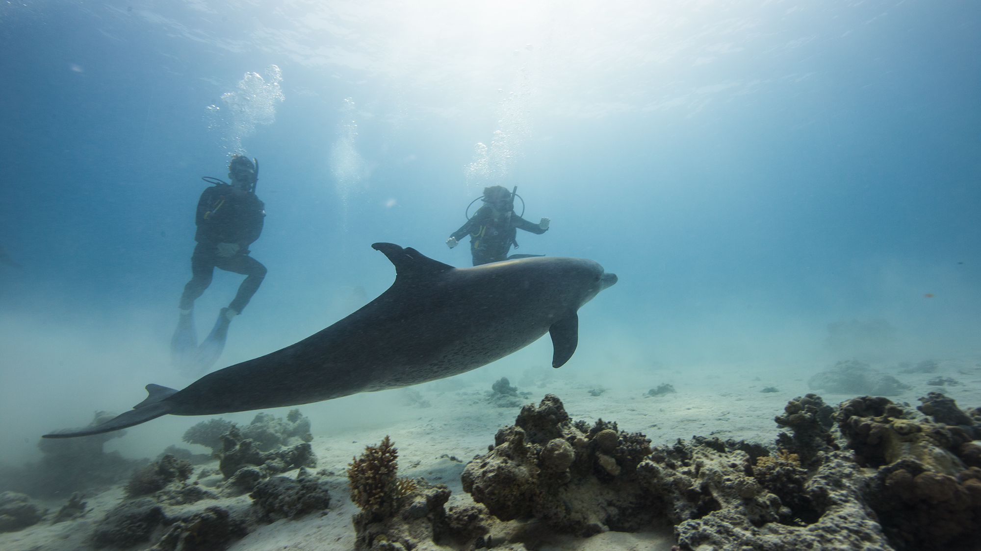 이집트 홍해 돌고래