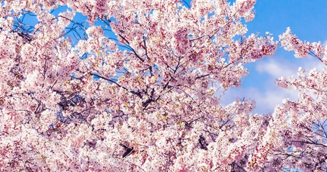 진해-군항제-축제