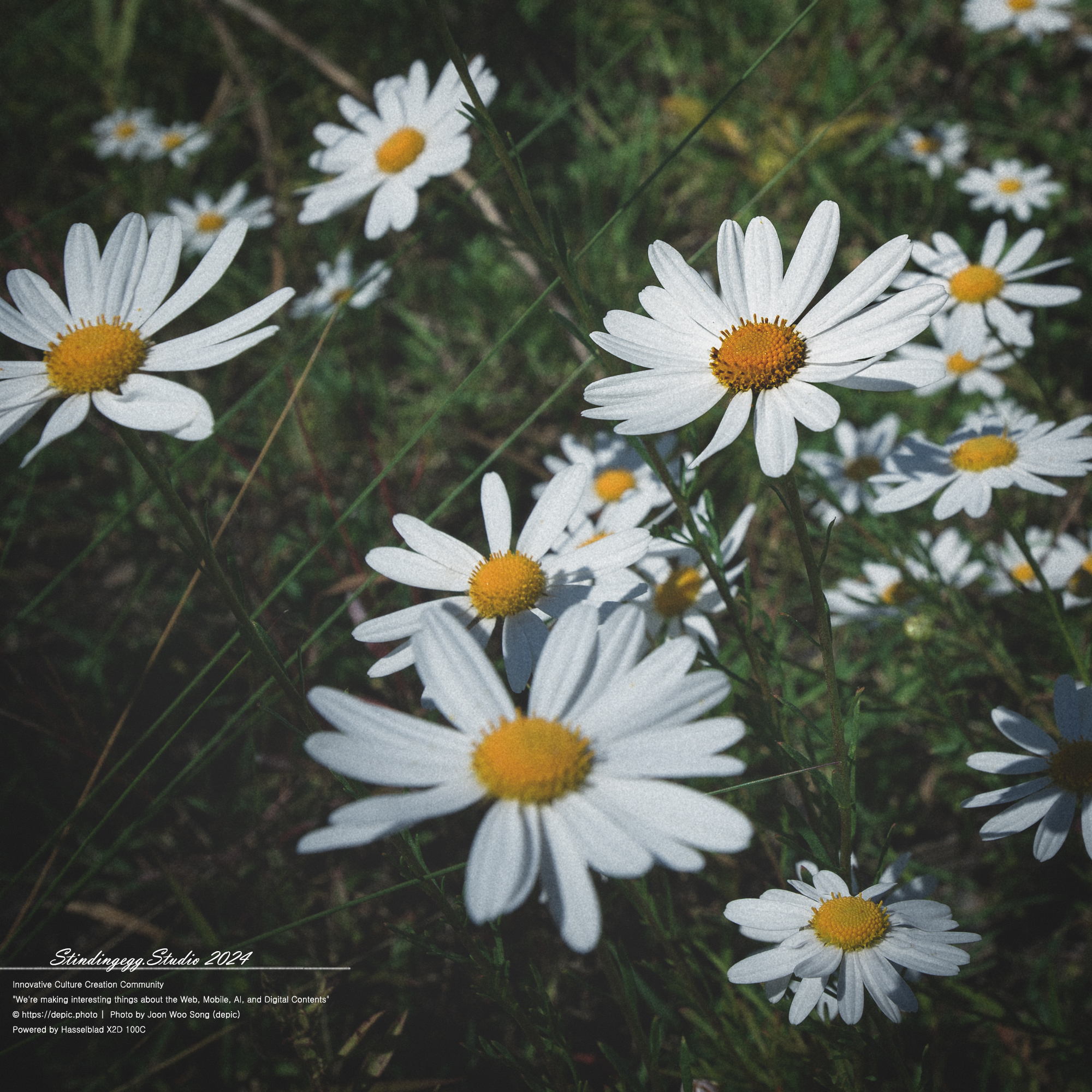 #서울 #식물원 #서울식물원 #꽃