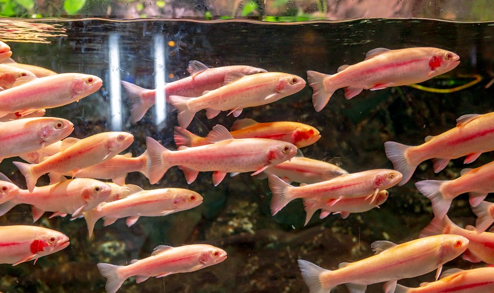 제주 동쪽 가볼만한곳 (아쿠아플라넷 제주)