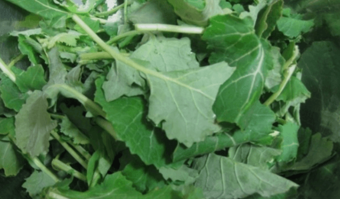 본나물 종류에 포함된 유채나물을 다듬어 놓은 모습