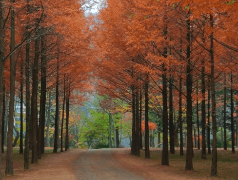 남이섬-단풍-산책길