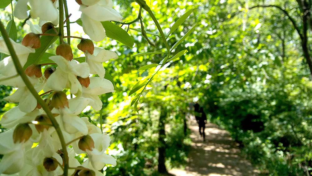 봉산&middot;앵봉산