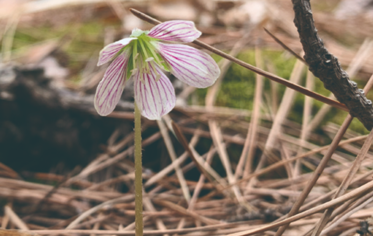 국립한국자생식물원
