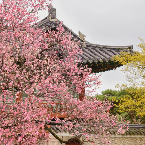 창덕궁 만첩홍매화 개화시기 명소_1